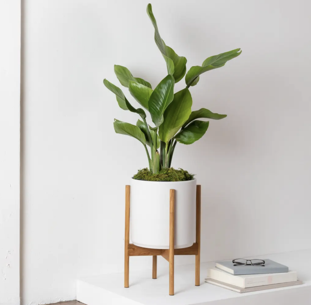 indoor flower pots