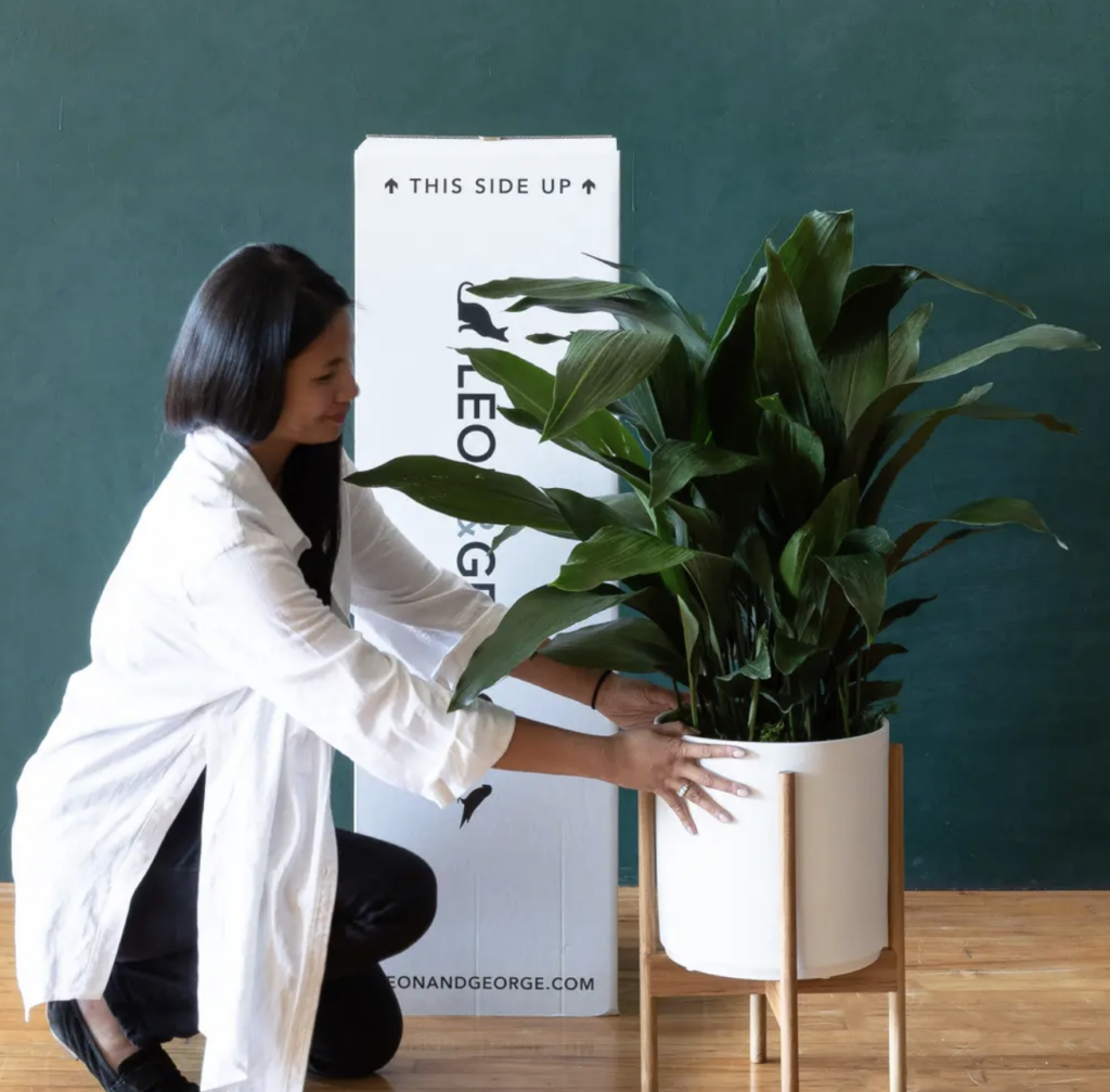 Indoor Plant Pots