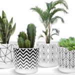 Ceramic Plant Pots