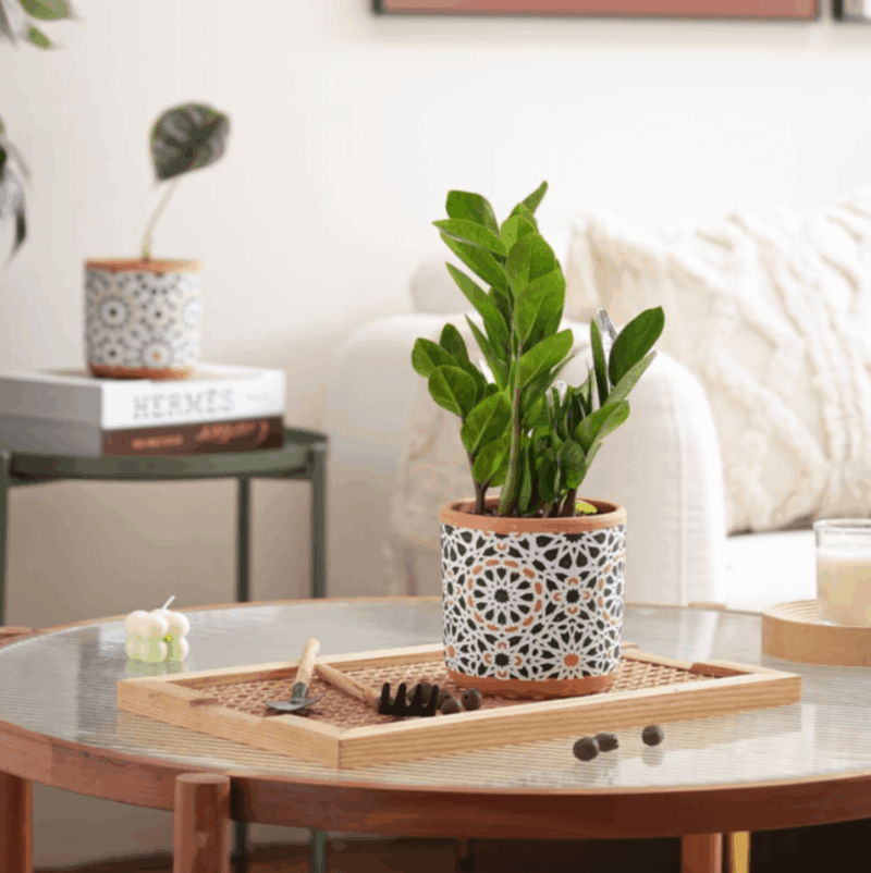 planters for indoor plants